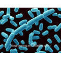 LB-G40 Lactobacillus bulgaricus